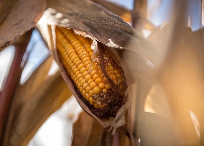 Bio Trnulja Liubliana