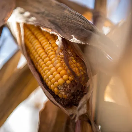 Bio Trnulja Ljubljana